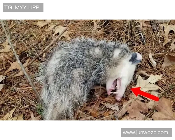 足球场上装死球星盘点:他们用演技引发争议与笑声 足球场上装死球星盘点:他们用演技引发争议与笑声